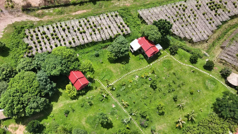 Vue Drone Plantation