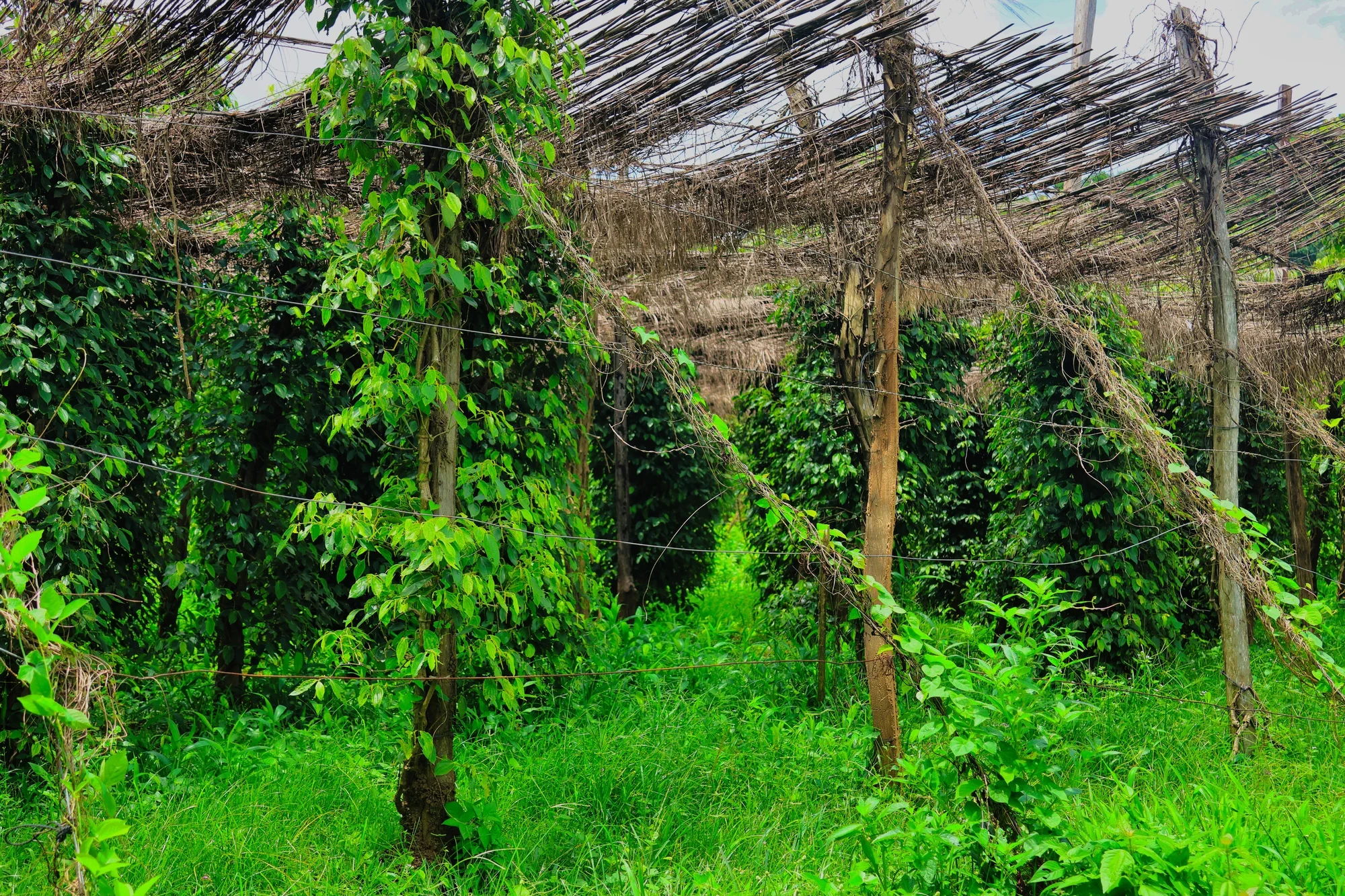 Pepper farm in Kep - view 1
