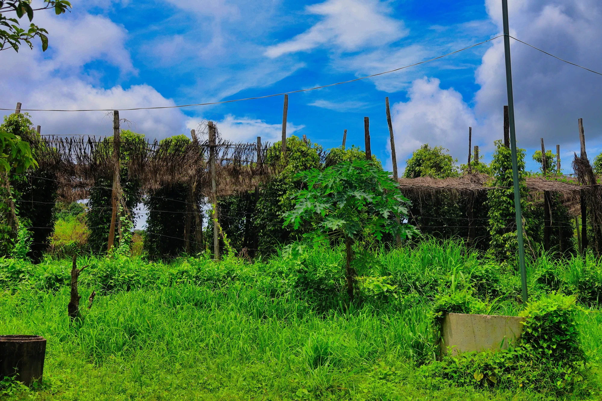 Pepper farm in Kep - view 2